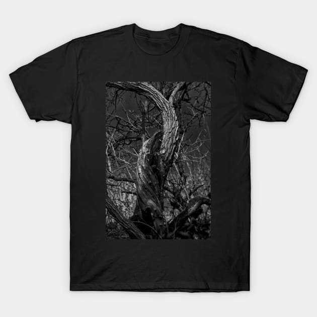 Twisted Tree Trunk T-Shirt by Violaman